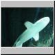 2002-04-14 C23 Shark.jpg
